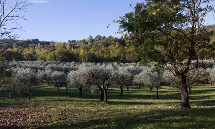 L'olio